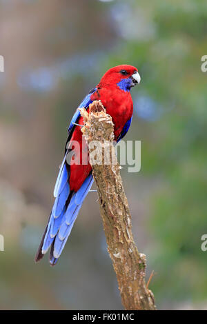 Crimson Rosella, adulti sul ramo, Wilson promontorio Nationalpark, Victoria, Australia / (Platycercus elegans) Foto Stock