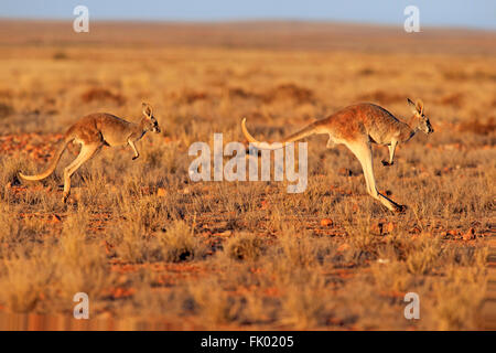 Canguro rosso, femmina con giovani jumping, Sturt Nationalpark, Nuovo Galles del Sud, Australia / (Macropus rufus) Foto Stock