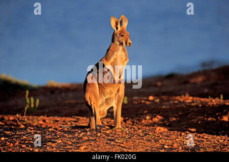 Canguro rosso, adulto, Sturt Nationalpark, Nuovo Galles del Sud, Australia / (Macropus rufus) Foto Stock