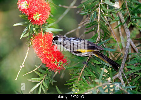 New Holland Honeyeater, South Australia, Australia / (Phylidonyris novaehollandiae) Foto Stock