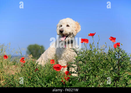 Labradoodle, maschio / (Labrador x standard poodle croce) Foto Stock