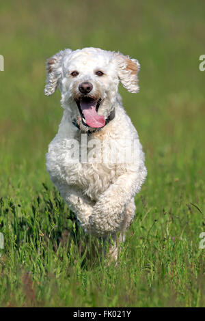 Labradoodle, maschio / (Labrador x standard poodle croce) Foto Stock