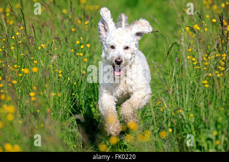 Labradoodle, maschio / (Labrador x standard poodle croce) Foto Stock