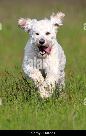 Labradoodle, maschio / (Labrador x standard poodle croce) Foto Stock