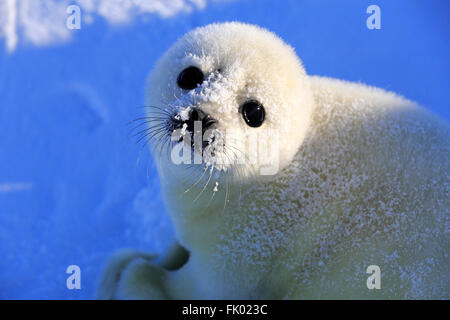 Guarnizione arpa, PUP, pack ghiaccio, le isole della Maddalena, Golfo di San Lorenzo, Quebec, Canada, America del Nord / (Pagophilus groenlandicus) / camice bianco Foto Stock