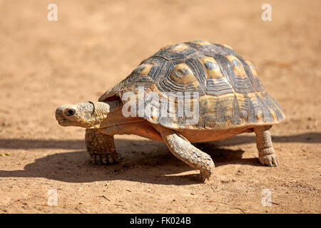 Angolare tartaruga, Addo Elephant Nationalpark, Capo orientale, Sud Africa Africa / (Chersina angulata) Foto Stock