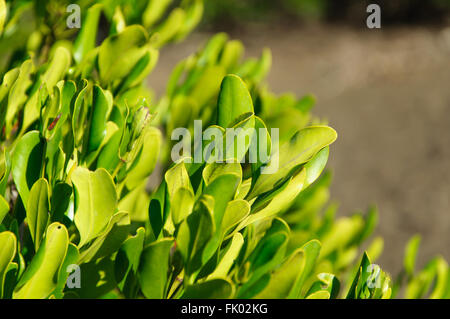 Rhizophora mucronata: un close up di un albero di mangrovia Foto Stock