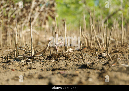 Rhizophora mucronata: radici di mangrovia (pneumatofori) nella zona di marea Foto Stock