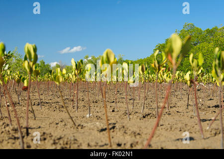 Rhizophora mucronata: Germogli di mangrovie nella zona di marea Foto Stock