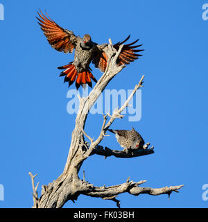 Un maschio subadult sfarfallio del Nord (Colaptes auratus) cowers su un intoppo come un adulto di sesso maschile, presumibilmente il padre piomba in terra e Foto Stock