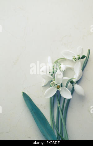 Comune (Snowdrop Galanthus nivalis), sul tavolo bianco Foto Stock