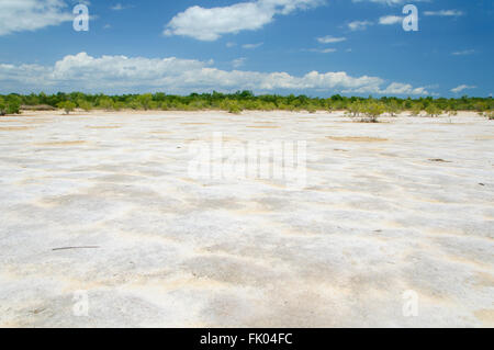 Rhizophora mucronata: essiccato fuori area di Mangrovie Foto Stock