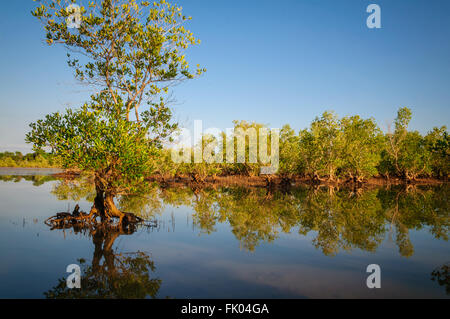 Rhizophora mucronata: la riflessione di un ecosistema di mangrovie sul proiettore di marea di sunrise Foto Stock