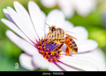 Foto macro di bella bee seduta su bianco dolce daisy, poco honeybee raccoglie il polline dei fiori Foto Stock
