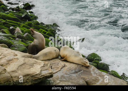 Ripresa in grandangolo di leoni di mare dormire su rocce con rocce verdi e l'oceano in background Foto Stock