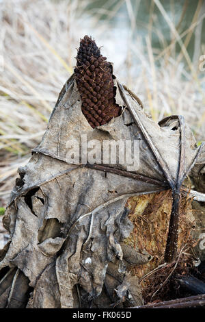 Vecchio morti Gunnera tinctoria / rabarbaro gigante delle foglie di una pianta in febbraio. Regno Unito Foto Stock