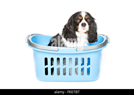 Cute cane nel cestello blu isolato su sfondo bianco Foto Stock