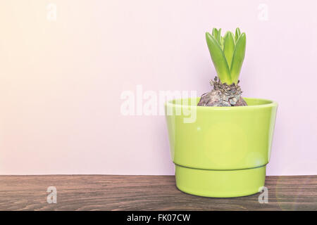 Giovani in erba verde giacinto isolato su sfondo viola, spazio di copia Foto Stock