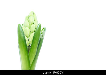 Giovani in erba verde giacinto isolati su sfondo bianco, spazio di copia Foto Stock