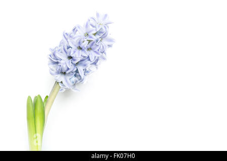 Verde giovane giacinto fiore isolato su sfondo bianco, spazio di copia Foto Stock