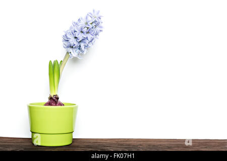 Verde giovane giacinto fiore isolato su sfondo bianco, spazio di copia Foto Stock