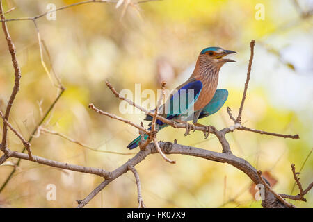 Bandhavgarh, Madhya Pradesh, India. Rullo indiano (Coracias benghalensis) seduto sul ramo. Foto Stock