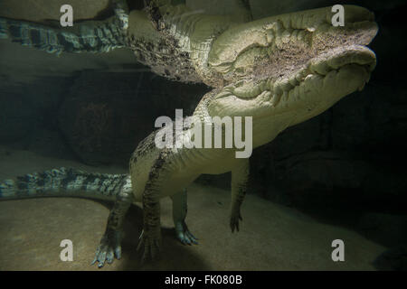 Coccodrillo di acqua salata sott'acqua in cattività (Crocodylus porosus) Foto Stock