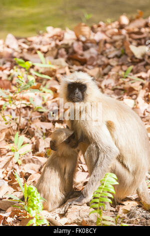 Bandhavgarh, Madhya Pradesh, India. Pianure meridionali langur grigio (Semnopithecus dussumieri) alimentazione infantile. Foto Stock