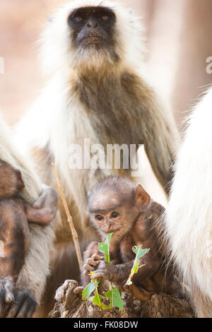 Bandhavgarh, Madhya Pradesh, India. Molto giovane pianure meridionali langur grigio (Semnopithecus dussumieri) mangiare le foglie. Foto Stock