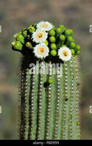 Cactus Saguaro (Carnegiea gigantea / Cereus giganteus) blooming, mostrando boccioli e fiori bianchi, deserto Sonoran, Arizona, Stati Uniti d'America