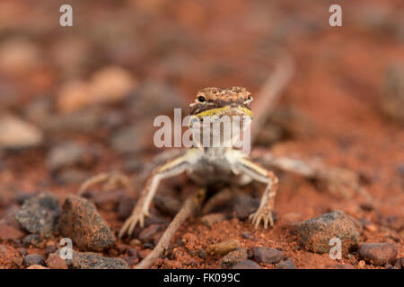 Drago militare (Ctenophorus isolepis gularis) in Outback Uluru Foto Stock