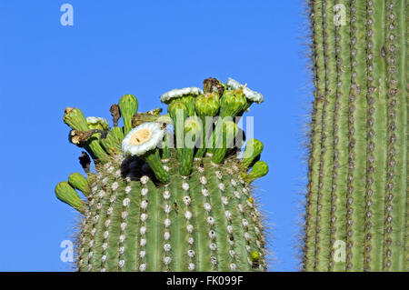 Cactus Saguaro (Carnegiea gigantea / Cereus giganteus / Pilocereus giganteus) blooming, mostrando boccioli e fiori bianchi, Sonora Foto Stock