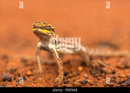 Drago militare (Ctenophorus isolepis gularis) in Outback Uluru Foto Stock