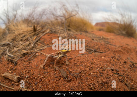 Drago militare (Ctenophorus isolepis gularis) in Outback Uluru Foto Stock