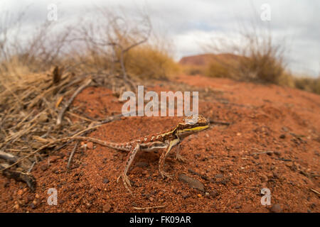 Drago militare (Ctenophorus isolepis gularis) in Outback Uluru Foto Stock