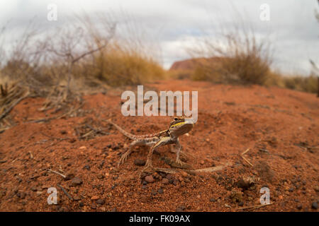 Drago militare (Ctenophorus isolepis gularis) in Outback Uluru Foto Stock