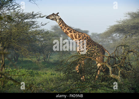 Masai giraffe (maschio), Ngorongoro Conservation Area (Ndutu), Tanzania Foto Stock