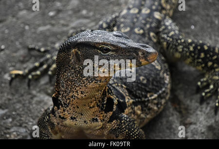 Il gigante asiatico monitor acqua varan goanna close up ritratto Foto Stock