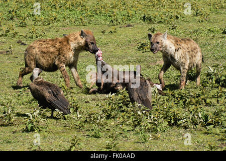 Avvistato iene e White-backed avvoltoi a GNU kill, Ngorongoro Conservation Area (Ndutu), Tanzania Foto Stock