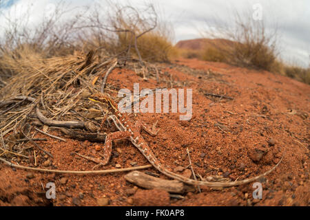 Drago militare (Ctenophorus isolepis gularis) in Outback Uluru Foto Stock