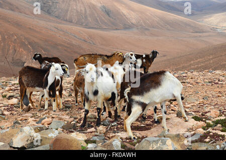 Capre con colpisce i contrassegni sulle Isole Canarie di Fuerteventura Foto Stock