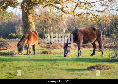 Wild New Forest pony pascolando vicino a Lyndhurst, Hampshire, Inghilterra, Regno Unito Foto Stock