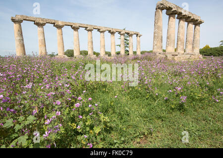 Tavole Palatine, Santuario di Hera a Metaponto, Basilicata, Italia Foto Stock