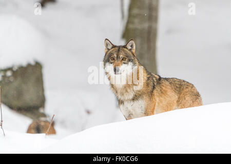 Spaventata e feriti Unione lupo (Canis lupus lupus)nella neve, in Germania il parco nazionale della foresta bavarese in Europa Foto Stock
