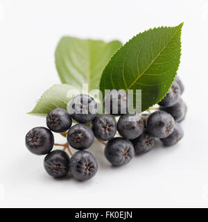 Black Chokeberry (Aronia melanocarpa) con foglie di colore verde Foto Stock
