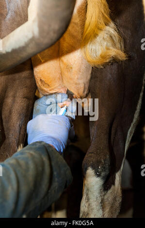 Mettere gli antibiotici in vacche da latte di mammella come parte della routine di essiccazione fino protezione per quando la mucca è non dare il latte. Cumbria, Regno Unito Foto Stock