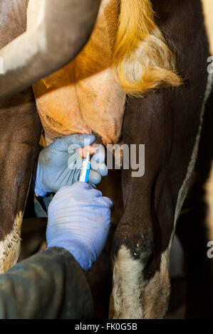 Mettere gli antibiotici in vacche da latte di mammella come parte della routine di essiccazione fino protezione per quando la mucca è non dare il latte. Cumbria, Regno Unito Foto Stock