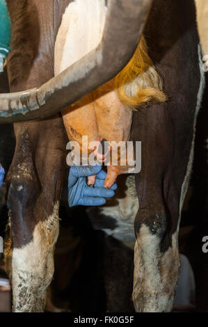 Mettere gli antibiotici in vacche da latte di mammella come parte della routine di essiccazione fino protezione per quando la mucca è non dare il latte. Cumbria, Regno Unito Foto Stock