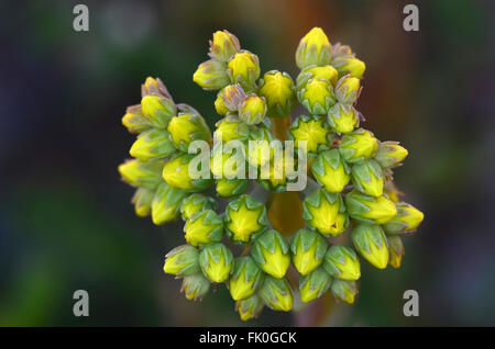 Borracina di roccia Foto Stock