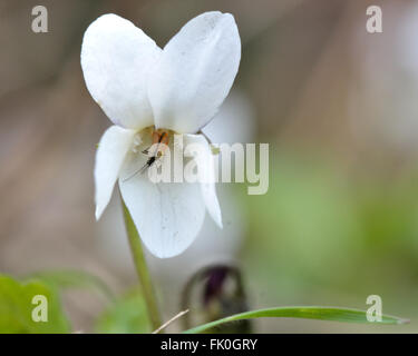 Viola Mammola (Viola odorata). Fiore bianco di questo impianto di fragrante di boschi, nella famiglia Violaceae Foto Stock